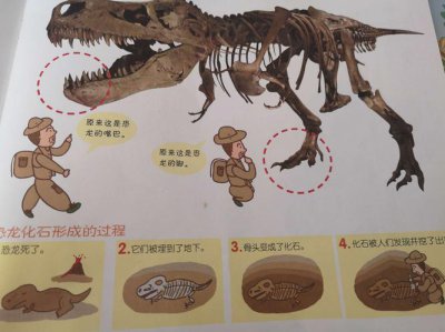 化石的形成方式 化石是如何形成的