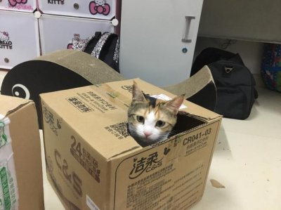 猫咪能快递寄吗 快递能寄宠物猫吗