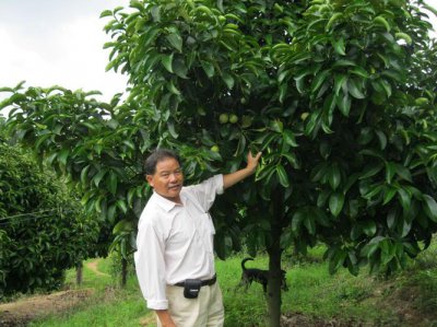 山竹长在土里还是树上？ 水果山竹长在土里还是树上