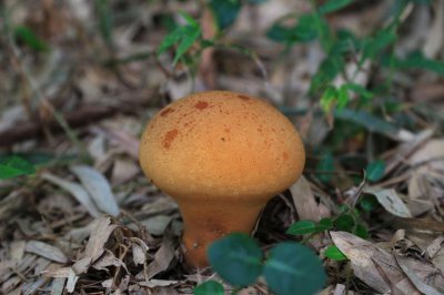 毒蘑菇是什么颜色的 什么样蘑菇是毒蘑菇