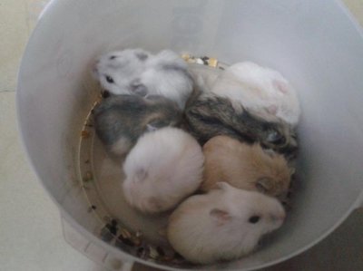 仓鼠是老鼠的一种吗 仓鼠是不是老鼠的一种