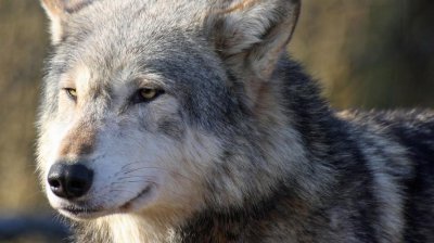 狼的眼睛为什么在晚上会发光 狼的眼睛在晚上为什么是绿色的