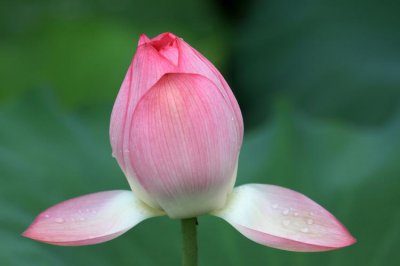 荷花是哪个季节开的 桃花是哪个季节开的花