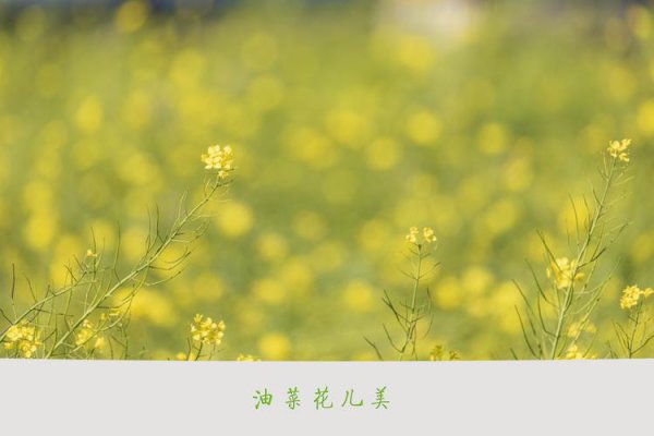 杨万里与陆游尤袤范成大并成为什么