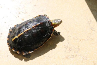 乌龟是什么类动物 乌龟是什么种类的动物