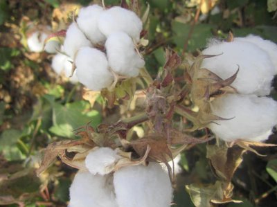 棉花的特点是什么呢 棉花的特点和作用是什么