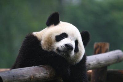 大熊猫的天敌是谁 小熊猫的天敌是谁