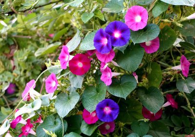 牵牛花是什么颜色 牵牛花有哪几种颜色
