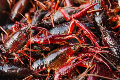 养殖的小龙虾属于海鲜吗 小龙虾适合在什么地区养殖