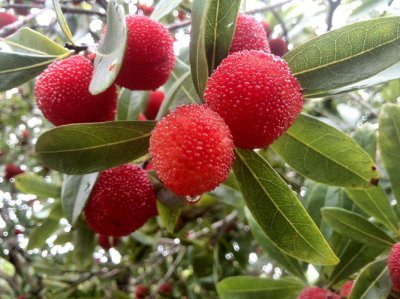 杨梅长在树上吗 杨梅树是什么样子的