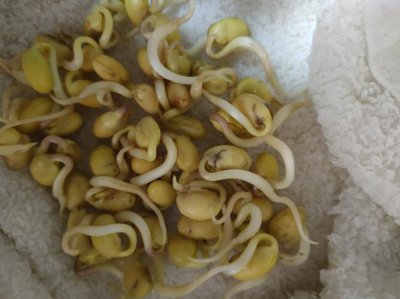 黄豆生虫了还能吃吗 长虫的黄豆还能不能吃