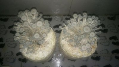 冰箱里的蘑菇长了白毛还能吃吗 蘑菇在冰箱里面放着长了一层白毛还能吃吗