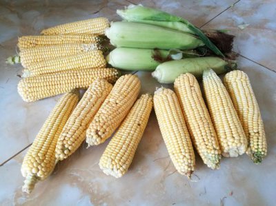 生的玉米可以冷藏多久 生玉米放冰箱可以放多久