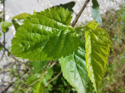 桑叶阴干还是晒干 桑树叶是晒干还是阴干