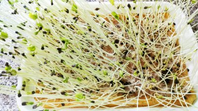 豆芽生吃会中毒吗 吃生豆芽会中毒吗