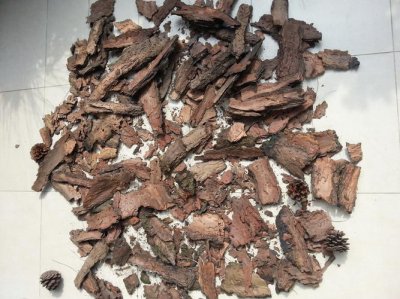 松树皮开水煮了能直接用吗 开水煮了的松树皮可以直接用吗