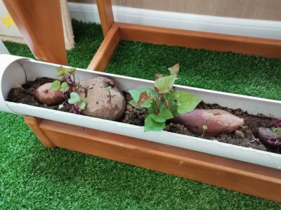 紫薯长出芽还可以吃吗 紫薯长芽能否继续食用