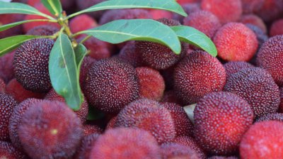 新鲜杨梅如何保存 新鲜杨梅怎么保存时间长