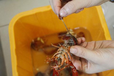 能用洗虾粉洗龙虾吗 洗虾粉洗小龙虾吃有害吗