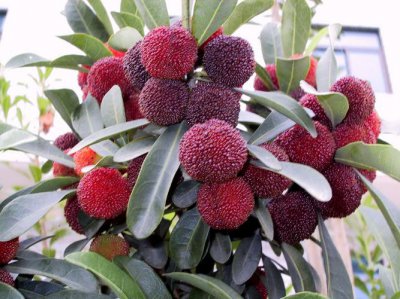 路边的杨梅可以吃吗 路边的杨梅是否能吃