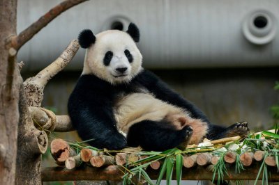为什么大熊猫是中国国宝 大熊为什么被视为中国国宝