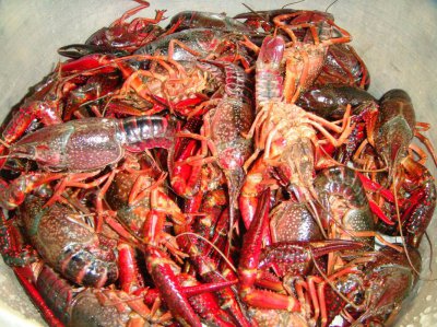 小龙虾不剪头可以吗 不剪小龙虾头可以吗