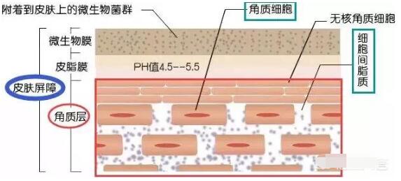皮肤屏障受损怎么修复和保养