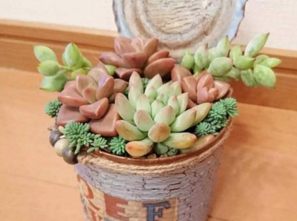 小白药怎么用