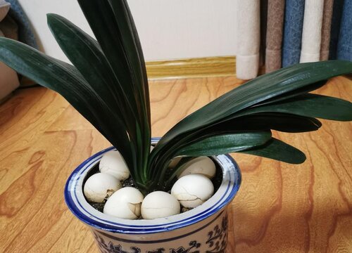 君子兰养多久才能开花
