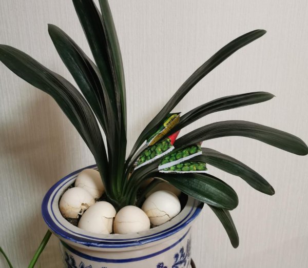 君子兰养多久才能开花