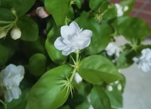 铁茉莉不开花怎么回事