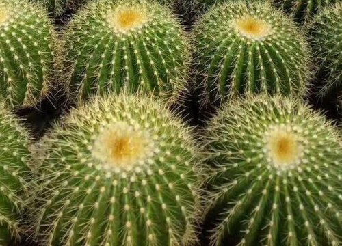 仙人球的花语是什么