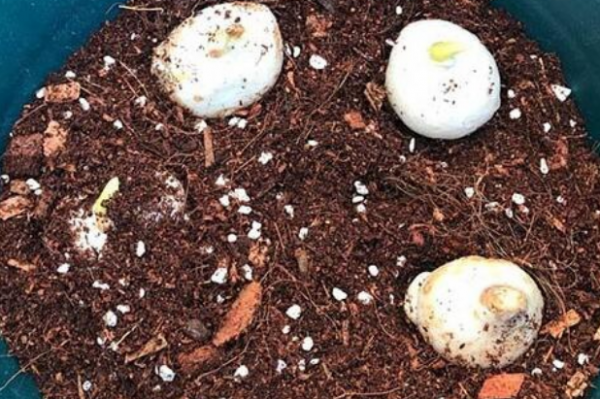 郁金香怎么种植方法