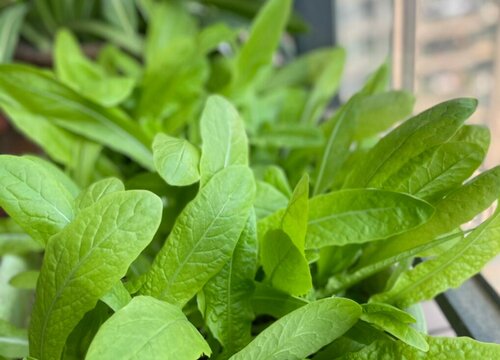 北方莴笋露地种植时间和方法