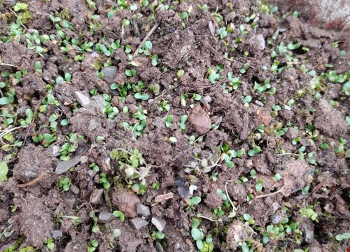 北方莴笋露地种植时间和方法