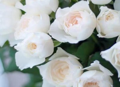 心之水滴月季是藤本还是灌木 心之水滴月季属于藤本还是灌木