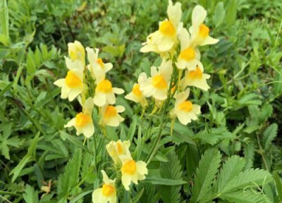 代表正义的花 代表正义的花的简笔画