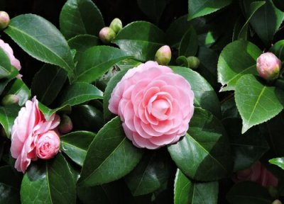 山茶花开花时间 山茶花怎么养才开花