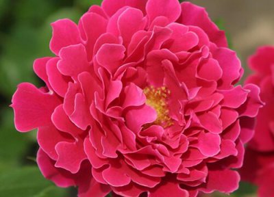 月季魅力波浪是藤本还是灌木 月季魅力波浪属于藤本还是灌木