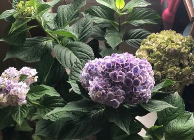 绣球花长出的脚芽需要掰掉吗 绣球花长了很多新芽怎么修剪