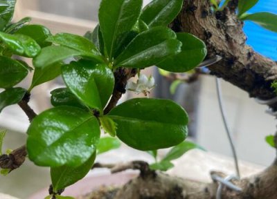 茶树属于灌木还是乔木 茶树是乔木还是灌木植物