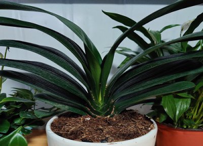 君子兰的根的特点 君子兰根系横向生长的危害和原因