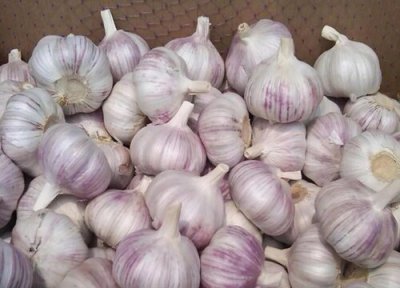 大蒜喜阴还是喜阳 大蒜喜阴还是喜阳光的植物