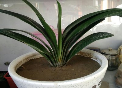 君子兰养多久才能开花 一般多长时间能开花