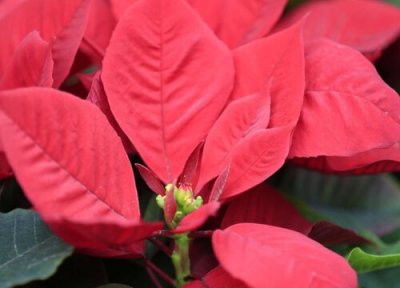 一品红花语 一品红的花语和寓意