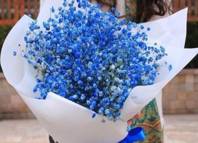 蓝色满天星花语和寓意 蓝色满天星的花语是什么