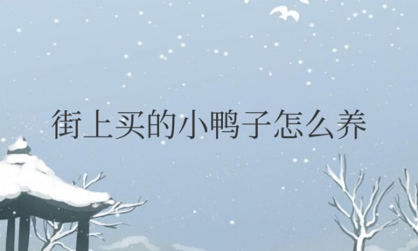 街上买的小鸭子怎么养才能养活，要注意什么