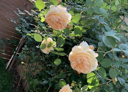 蔷薇花多长时间浇一次水