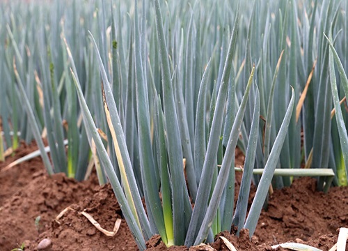 夏天大棚适合种什么蔬菜