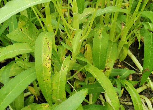 夏天大棚适合种什么蔬菜